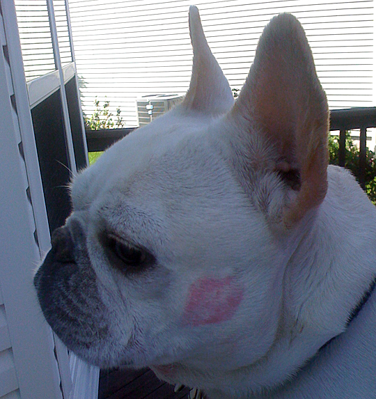 Lipstick on a dog